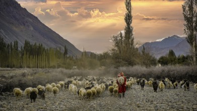 A shepherdess in the Nubra Valley leads a herd of sheep (ovis) through a picturesque landscape with