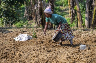 Local woman working in her small potato field, small village on the edge of the Bwindi Impenetrable
