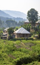 Small village nestled between green hills, on the edge of the Bwindi Impenetrable Forest, Rushaga,