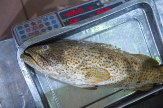 A single fresh sea fish being weighed on scales at a fish market in Abu Dhabi, United Arab