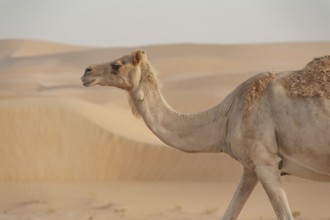Beautiful camel in the desert of the United Arab Emirates