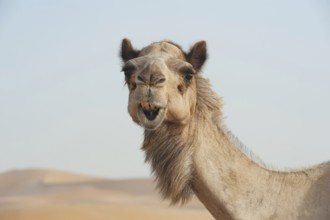 Funny face of a smiling camel in the desert of the United Arab Emirates