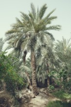Date Palm Tree, in the Egyptian Oasis town of Siwa, Egypt