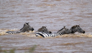 Steppe zebras (Equus quagga) swimming in the water while crossing the Mara River, Great Migration,