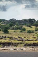 Wildebeest (Connochaetes taurinus), migrating herd of wildebeest at the Mara River, safari vehicle