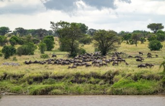 Wildebeest (Connochaetes taurinus), migrating herd of wildebeest at the Mara River, safari vehicle