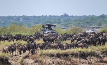 Wildebeest (Connochaetes taurinus), migrating wildebeest herd, safari vehicle behind, Great