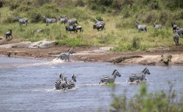 Steppe zebras (Equus quagga) crossing the Mara River, Nile crocodiles (Crocodylus niloticus) on the