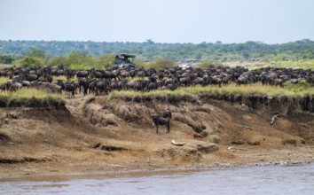 Wildebeest (Connochaetes taurinus), migrating herd of wildebeest on the river bank, safari vehicle