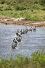 Steppe zebras (Equus quagga) crossing the Mara River, Great Migration, Serengeti National Park,