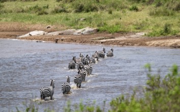 Steppe zebras (Equus quagga) crossing the Mara River, Great Migration, Serengeti National Park,