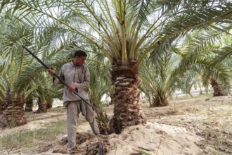 Siwa Oasis, Egypt. March 14th 2018 A Local Siwian farmer tending to Palm Trees in the remote