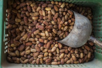 Siwa, Egypt, April 15th 2018 Local dates on display outside a shop in the Egyptian oasis town of