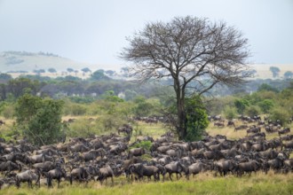 Wildebeest (Connochaetes taurinus), migrating herd of wildebeest, Great Migration at the Mara