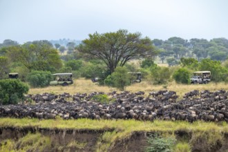 Wildebeest (Connochaetes taurinus), migrating herd of wildebeest, safari vehicles behind, Great