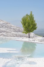 A stunning single green tree set against the unique landscape of the mineral rich thermal