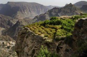 The green mountains called Jebel Akhdar of the Hajar mountain range, the harsh interior of Oman,