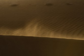 Camels in the desert of Oman near A'Sharqiyah Sands
