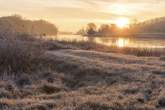 Wintery morning mood, Elbe meadows with hoarfrost, sunrise over the Elbe, Coswig, Saxony, Germany