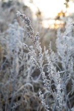 Mugwort (Artemisia vulgaris) covered with hoar frost in the winter morning light