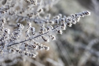 Mugwort (Artemisia vulgaris) covered with hoar frost in the winter morning light