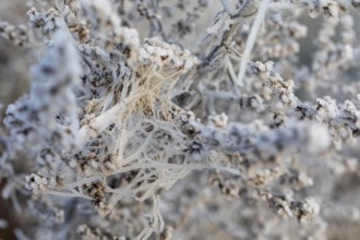 Many cobwebs on old plants covered with hoarfrost