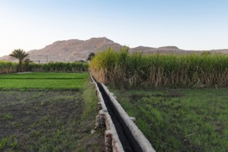 An Egyptian farm irrigation system to channel water from the River Nile to sugar cane plantations