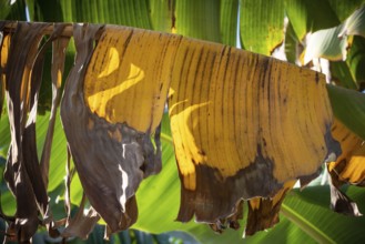 Yellow dead leaves of a banana plant, water intensive crops growing in plantations along the River