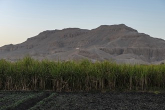 Sugarcane plants growing on a farm in the desert of the west bank of the Nile in Upper Egypt
