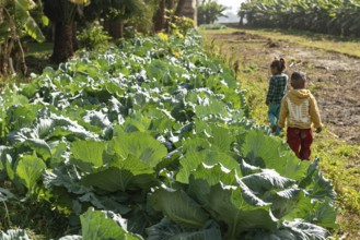 Cabbages growing on a small holding farm beside the River Nile in Upper Egypt. Agriculture in rural