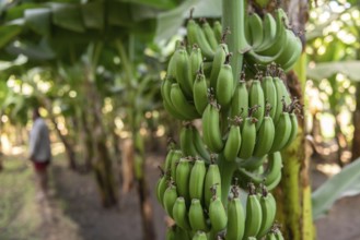 Green bananas growing on an Egyptian Nile side village in Upper Egypt. Agriculture in rural