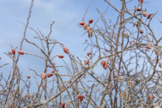 Hoarfrost on the leaves and rose hips of a rose (pink), Saxony, Germany