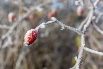 Rosehip with hoarfrost in autumn, Saxony, Germany