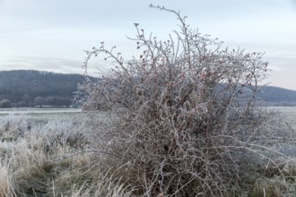 Hoarfrost on a shrub of a dog rose (pink) with rose hips, Saxony, Germany