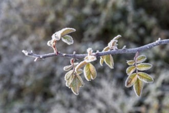Leaves of a rose (pink) with hoarfrost, Saxony, Germany