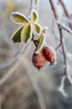 2 rose hips with hoarfrost in autumn, Saxony, Germany