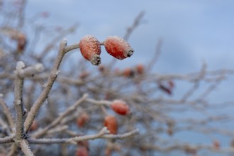 2 rose hips with hoarfrost in autumn, Saxony, Germany