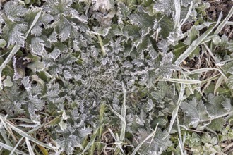 Hoarfrost on every plant creates pattern and structure, winter weather