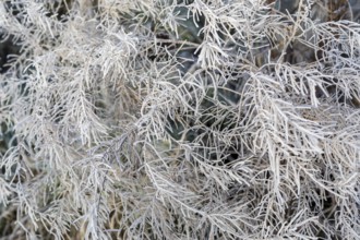 Plant skeleton covered with hoarfrost
