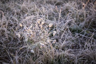 Wintery morning mood, Elbe meadows with hoarfrost, Coswig, Saxony, Germany