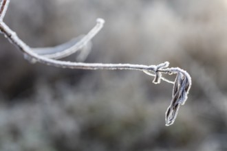 Branch and last leaf covered with hoarfrost