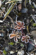 Hoarfrost on every plant creates pattern and structure, winter weather
