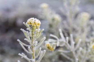 Single rapeseed flower (brassica napus) with hoar frost on a winter morning