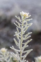 Single rapeseed flower (brassica napus) with hoar frost on a winter morning
