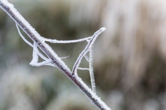 Branch and cobweb covered with hoarfrost