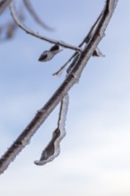 Branch and last leaf covered with hoarfrost