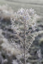 Plant skeleton covered with hoarfrost