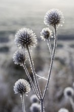 Seed heads of Greater burdock (Arctium lappa) covered with hoar frost, winter morning