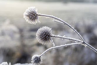Seed heads of Greater burdock (Arctium lappa) covered with hoar frost, winter morning