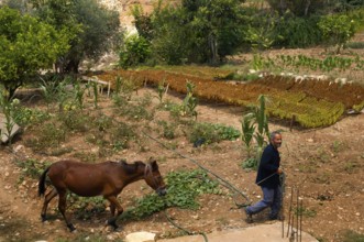 Tyre, Lebanon. July 16th 2010 A Lebanese farmer leads his horse through his tobacco field, southern